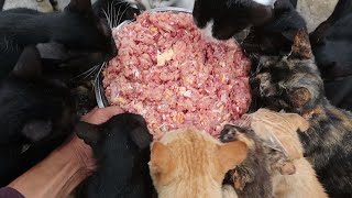Raw Chicken - Hungry Cats Eating food - Feeding raw