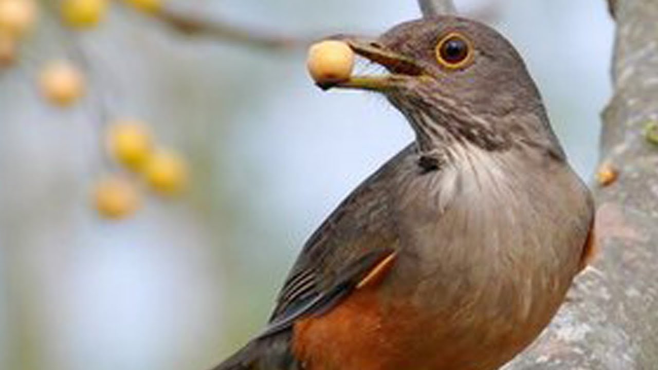 Sabiá Laranjeira Canto Piedade Senhor com 2 Horas de Canto!
