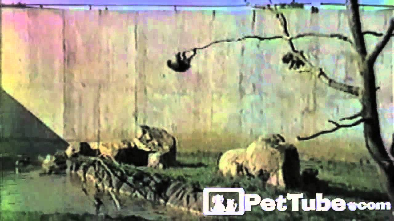 Animals Love Trees- PetTube