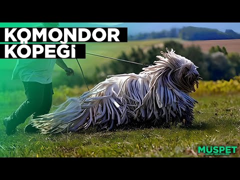 Video: Kadın Bu Kediciği Tutmayı Planlamıyordu, Ama Köpeği Başka Planlar İçermişti