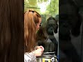 Orangutan Sol, a Fan of Women's Makeup!#shorts#orangutans#funnyvideo#funnyanimals