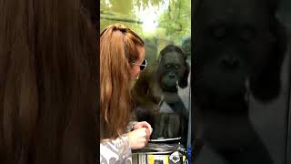 Orangutan Sol, a Fan of Women's Makeup!#shorts#orangutans#funnyvideo#funnyanimals