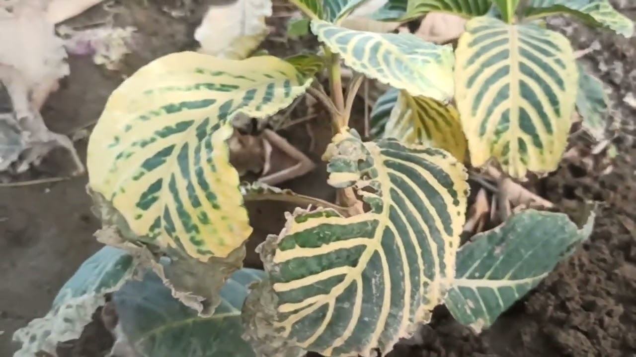 ⚘ سنكيزيا أو سنشيزيا أو الامازون Sanchezia parvibracteata' تعرفوا على أسرار الزراعة والاكثاربالترقيد