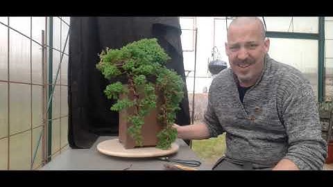 Juniper cascade branch styling