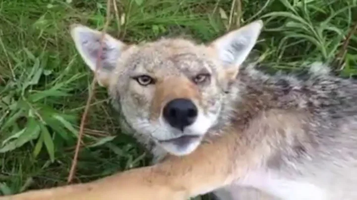 Wisconsin DNR Covergirl Uses Baseball Bat to Kill Wildlife