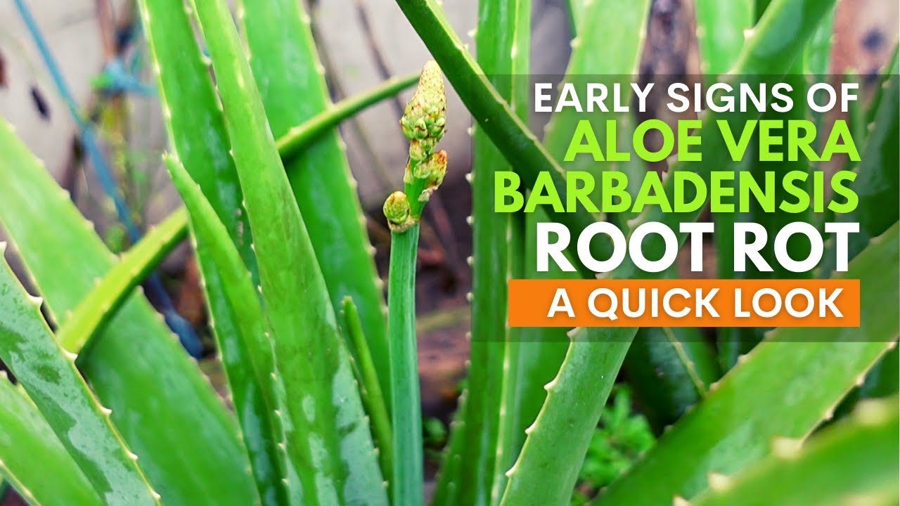 Early Signs of Aloe vera Barbadensis Root Rot - YouTube