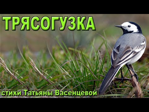 «Трясогузка» - описание и особенности в природе.