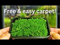 Free Carpeting Plants How To Propagate Your Aquarium Carpet Step By Step 