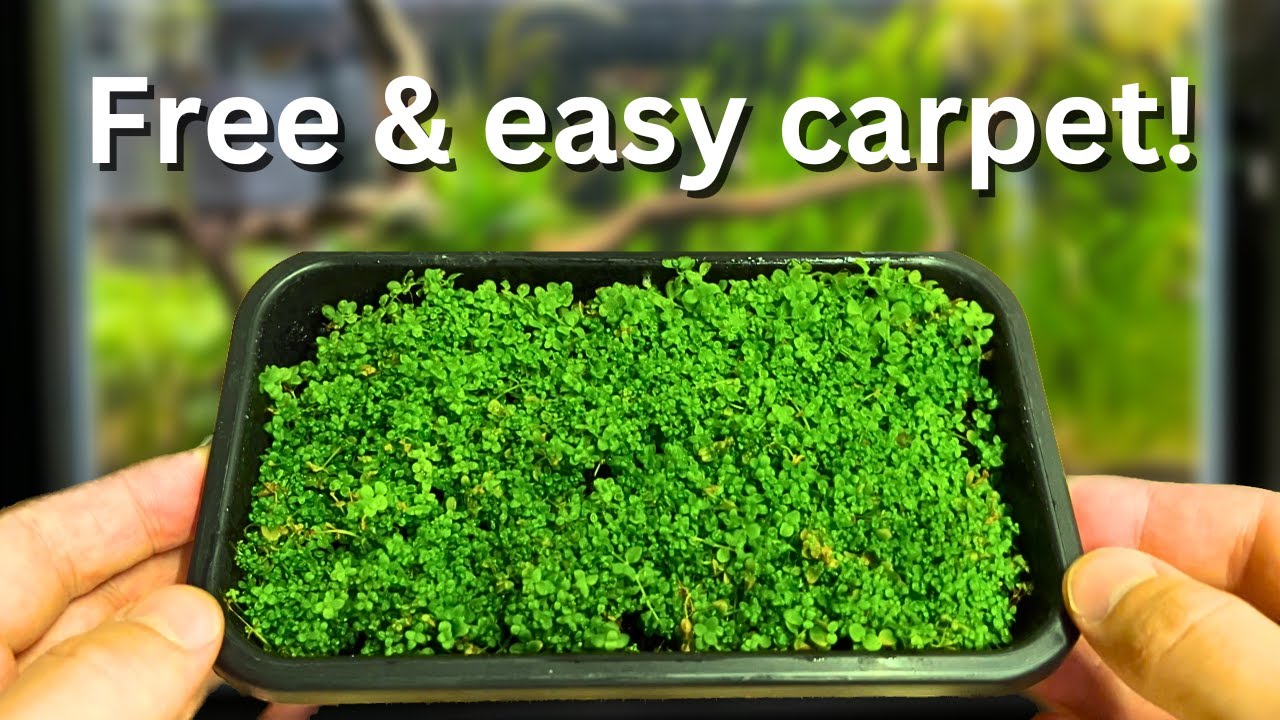 Free carpeting plants How to propagate your aquarium carpet step by step