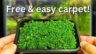 Free carpeting plants? How to propagate your aquarium carpet step by step!