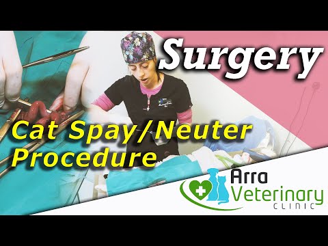 Video: Neutering Tus Miv. Kev Tu Ib Tug Tsiaj Uas Muaj Sia