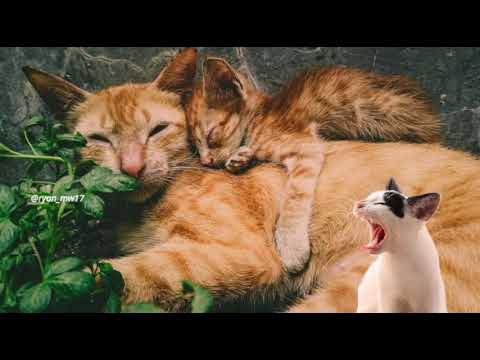 Suara induk kucing memanggil anaknya