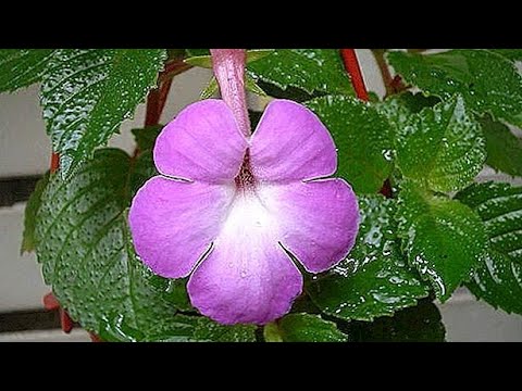 Videó: Ahimenes: A Virág Gondozásának és Otthoni Termesztésének Minden árnyalata + Fotók és Videók