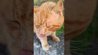 Adorable Cat Devours Tasty Treats! 🐱🍽️ by Cats OVERLOAD 200 views 1 month ago 2 minutes, 24 seconds