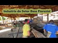 Serraria no Mato Grosso, Serraria no Brasil, Setor de Base Florestal