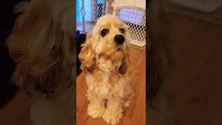 Who Do You Love More? Pups Or Kitties?