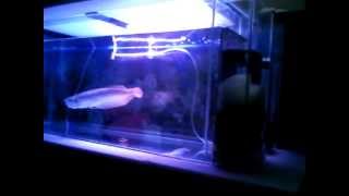 My Arwana Silver.3GP