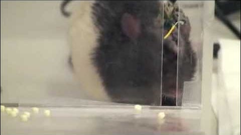 Restoration of function after brain damage using a neural prosthesis