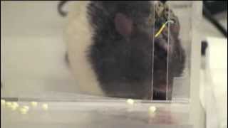 Restoration of function after brain damage using a neural prosthesis