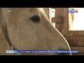 150 тысяч рублей за кражу лошадей (ГТРК Поморье от 17.10.2023)