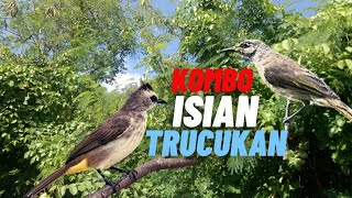 CUCAK KOMBO ISIAN TRUCUKAN FULL TEMBAKAN.