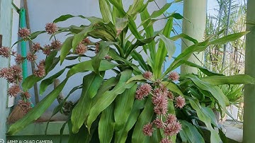 Cây Thiết Mộc Lan Nở Hoa Mang Ý Nghĩa Phong Thủy Tốt, Mang Lại Tiền Tài Cho Gia Chủ.