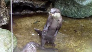 掃除する飼育員が気になって仕方がないコツメカワウソ「アキ＆シズク」 （智光山公園こども動物園）Asian Short-Clawed Otter & Zookeeper by manyamou 186 views 2 weeks ago 2 minutes, 31 seconds