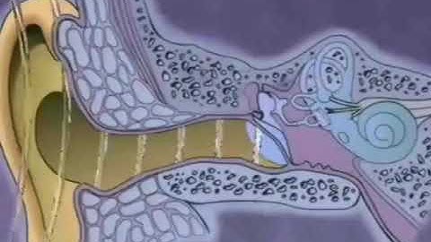Video of Hair Cell Vibrating - 8.2 Sound Waves Lesson 12