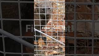 Fisher Cat killed all of our chickens.