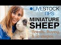 Babydoll & Harlequin Sheep // Miniature Sheep with Big Return on Investment