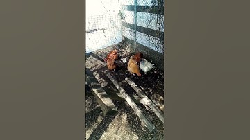 🏡 Chickens Turn Kitchen Scraps into Garden Gold! 🐔🌱