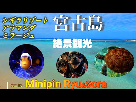 宮古島シギラリゾートアラマンダ宿泊/絶景周辺観光/ユートピアファーム/幻のユイの浜/伊良部島/シギラミラージュで朝食/Ryuの初詣