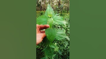 Công dụng quý từ cây Cỏ Lào #baychannel #baithuocdangian