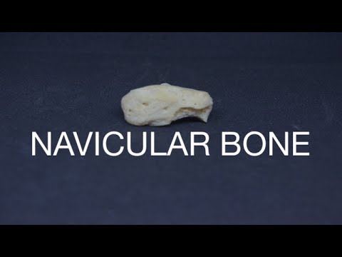 Video: Navicular Bone Definition, Anatomy & Anatomy - Kroppskartor