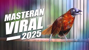 MASTERAN VIRAL TEPUS KEPALA ABU ABU