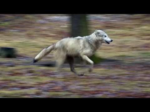 Wolf vs Dog Intelligence Test | Bang Goes The Theory | Brit Lab | BBC
