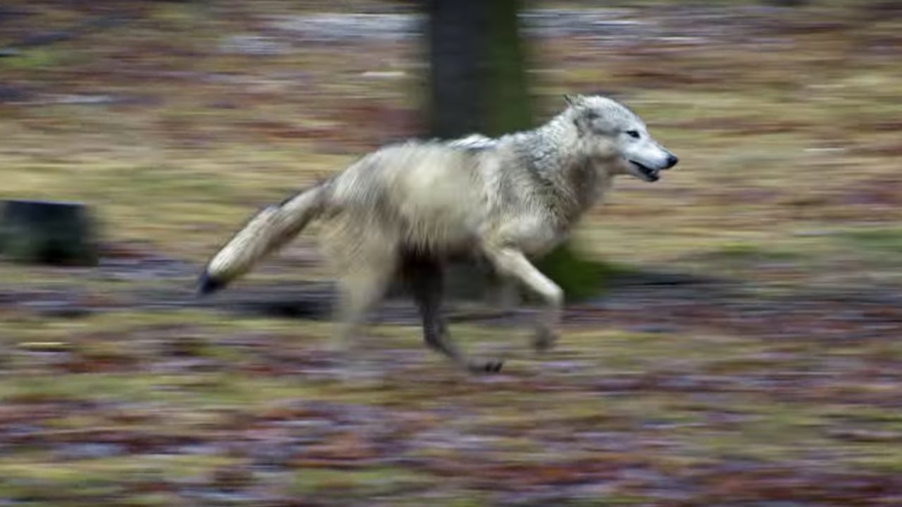 Are Wolves More Intelligent Than Dogs?