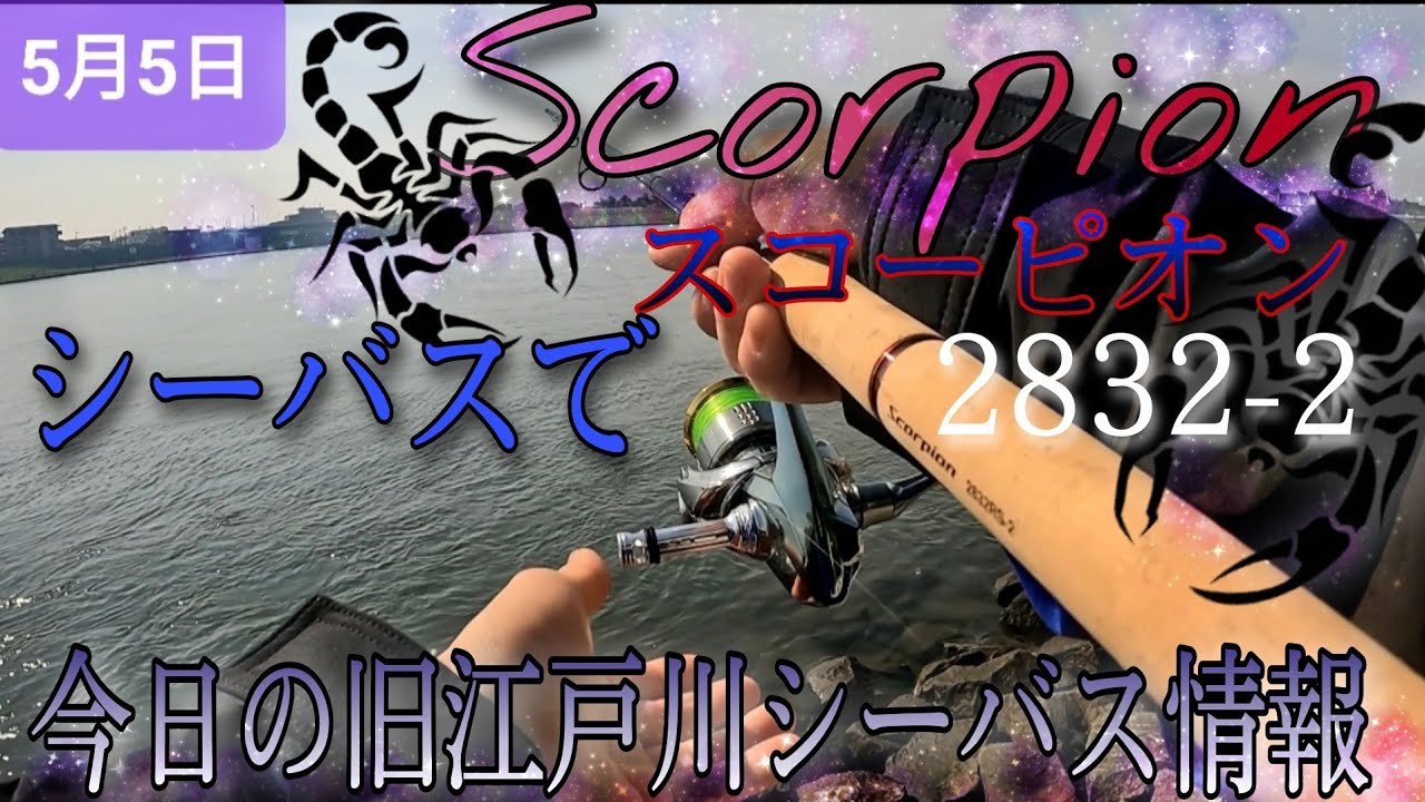 今日の旧江戸川シーバス情報
