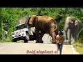 A fierce attack on a vehicle by an angry elephant