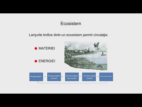 Video: Care este diferența dintre fluxul de materie și energie dintr-un ecosistem?