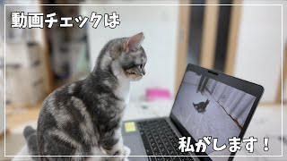 動画チェックをかかさない子猫