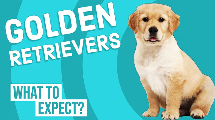 Adopting a Golden Retriever? | What to Expect