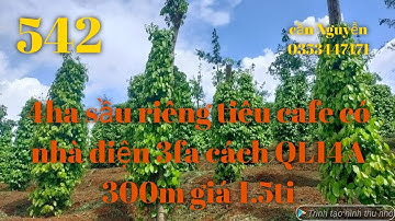 Bán siêu phẩm sầu riêng tiêu cafe có nhà cấp 4 điện 3fa wifi cách QL14A 300m DT 4 ha giá 1.5tỉ