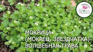 МОКРИЦА - ЦАРСКАЯ ТРАВА