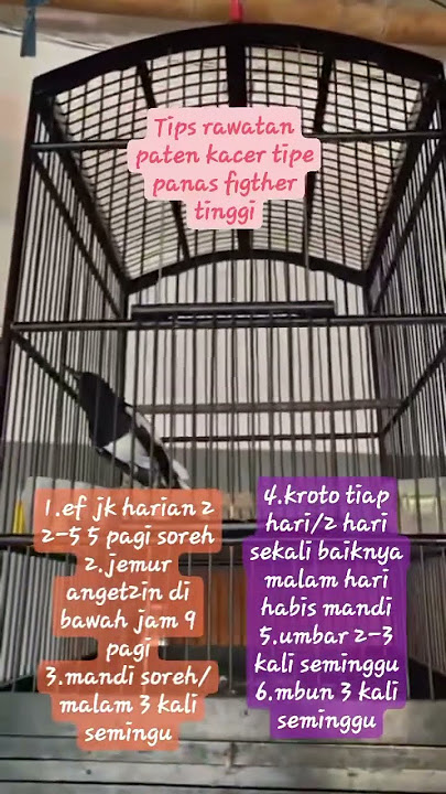 Cara perawatan kacer tipe panas#kacer#kacergacor#shortsvideo#birds#kicaumaniaindonesia