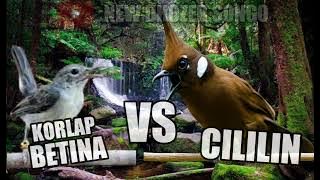KORLAP BETINA VS CILILIN PANJANG