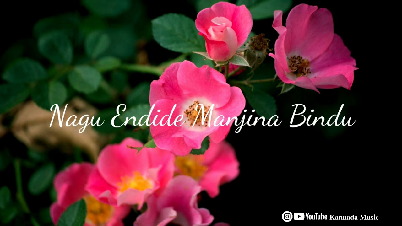 Nagu Endide Lyrics Song  Pallavi Anupallavi Movie  Nagu Endide Manjina Bindu Whatsapp Status