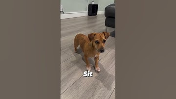 Basic dog obedience commands #dog