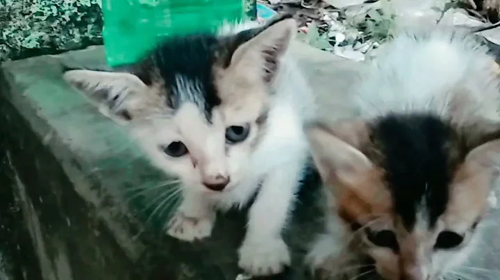 Video 3380411: kitten kitty, kitty cat, kitty baby cat, funny kitty