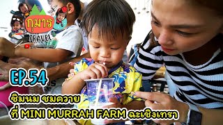 กุมาร TRAVEL EP54 | ชิมนม ชมควาย ที่ MINI MURRAH FARM ฉะเชิงเทรา